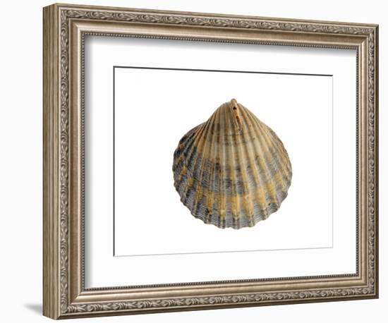 Poorly Ribbed Cockle Shell, Normandy, France-Philippe Clement-Framed Photographic Print