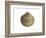 Poorly Ribbed Cockle Shell, Normandy, France-Philippe Clement-Framed Photographic Print