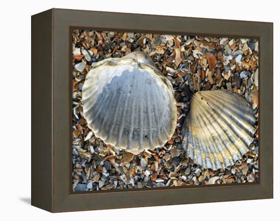 Poorly Ribbed Cockle Shells Separed to Show the Inside and the Outside, Normandy, France-Philippe Clement-Framed Premier Image Canvas
