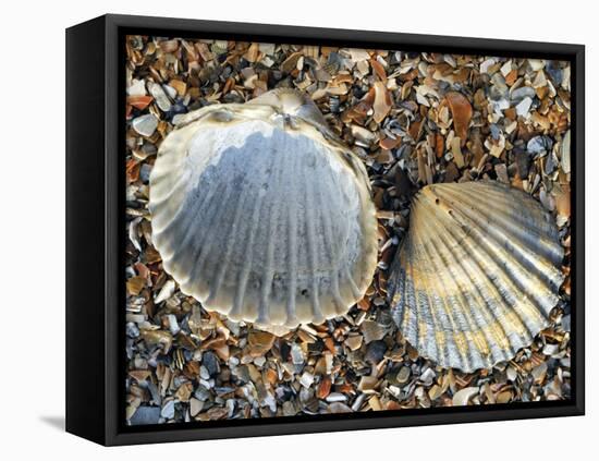 Poorly Ribbed Cockle Shells Separed to Show the Inside and the Outside, Normandy, France-Philippe Clement-Framed Premier Image Canvas