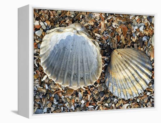 Poorly Ribbed Cockle Shells Separed to Show the Inside and the Outside, Normandy, France-Philippe Clement-Framed Premier Image Canvas