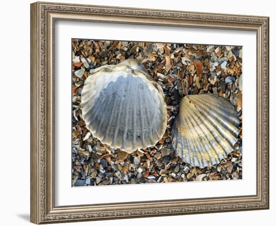 Poorly Ribbed Cockle Shells Separed to Show the Inside and the Outside, Normandy, France-Philippe Clement-Framed Photographic Print