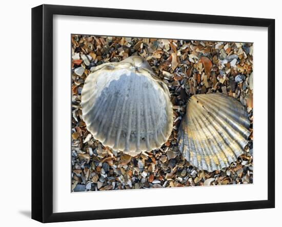 Poorly Ribbed Cockle Shells Separed to Show the Inside and the Outside, Normandy, France-Philippe Clement-Framed Photographic Print