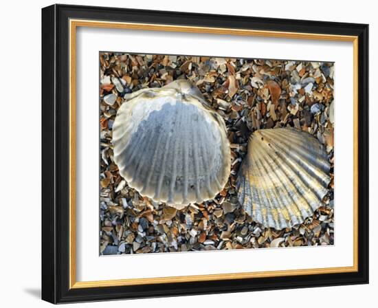 Poorly Ribbed Cockle Shells Separed to Show the Inside and the Outside, Normandy, France-Philippe Clement-Framed Photographic Print