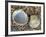 Poorly Ribbed Cockle Shells Separed to Show the Inside and the Outside, Normandy, France-Philippe Clement-Framed Photographic Print