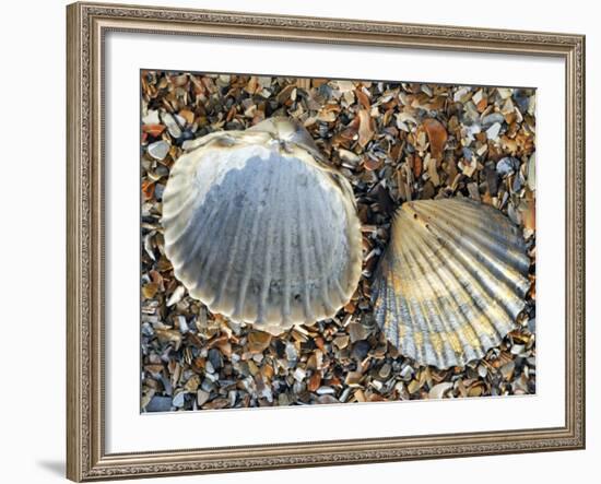 Poorly Ribbed Cockle Shells Separed to Show the Inside and the Outside, Normandy, France-Philippe Clement-Framed Photographic Print