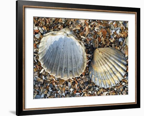 Poorly Ribbed Cockle Shells Separed to Show the Inside and the Outside, Normandy, France-Philippe Clement-Framed Photographic Print