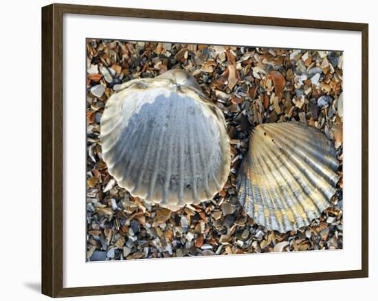 Poorly Ribbed Cockle Shells Separed to Show the Inside and the Outside, Normandy, France-Philippe Clement-Framed Photographic Print