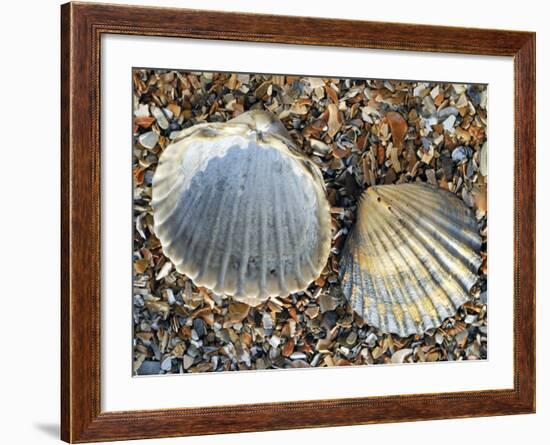 Poorly Ribbed Cockle Shells Separed to Show the Inside and the Outside, Normandy, France-Philippe Clement-Framed Photographic Print