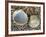 Poorly Ribbed Cockle Shells Separed to Show the Inside and the Outside, Normandy, France-Philippe Clement-Framed Photographic Print