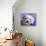 Pop Dog V-Kim Curinga-Framed Stretched Canvas displayed on a wall
