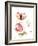 Pop Goes the Poppy-Nan Rae-Framed Art Print