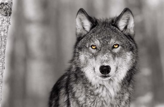 Pop Of Color Wolf Art Print Color Me Happy Art Com It has a very thin tail, a long and hairy body. pop of color wolf by color me happy