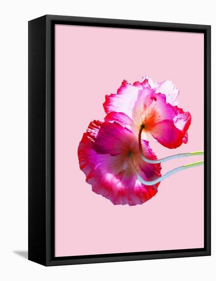 Pop Poppy Love - PASTEL PINK-Dominique Vari-Framed Stretched Canvas