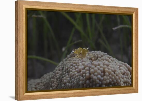 Popcorn Shrmp on an Anenome on a Fijian Reef-Stocktrek Images-Framed Premier Image Canvas