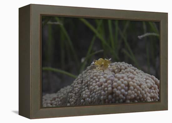 Popcorn Shrmp on an Anenome on a Fijian Reef-Stocktrek Images-Framed Premier Image Canvas