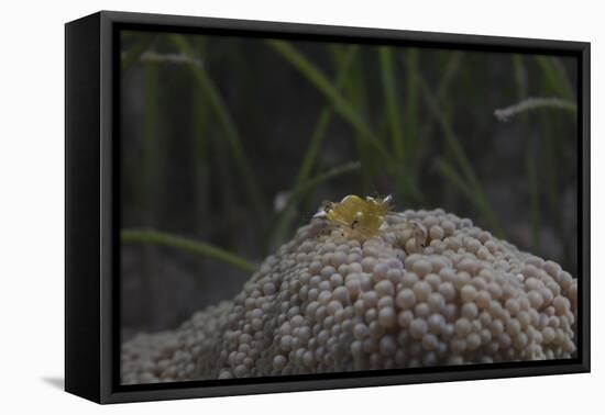 Popcorn Shrmp on an Anenome on a Fijian Reef-Stocktrek Images-Framed Premier Image Canvas