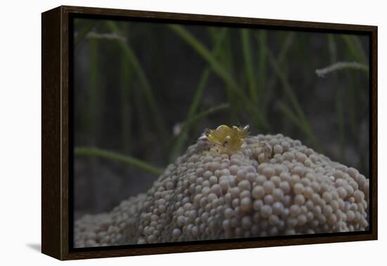 Popcorn Shrmp on an Anenome on a Fijian Reef-Stocktrek Images-Framed Premier Image Canvas