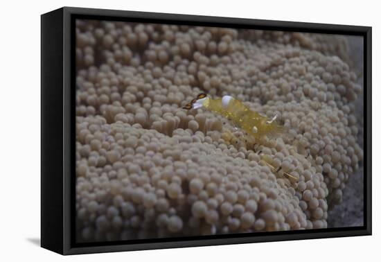 Popcorn Shrmp on an Anenome on a Fijian Reef-Stocktrek Images-Framed Premier Image Canvas