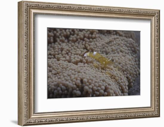 Popcorn Shrmp on an Anenome on a Fijian Reef-Stocktrek Images-Framed Photographic Print