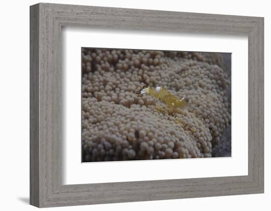 Popcorn Shrmp on an Anenome on a Fijian Reef-Stocktrek Images-Framed Photographic Print