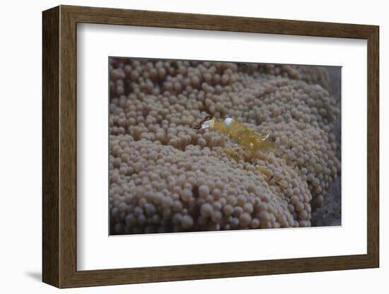 Popcorn Shrmp on an Anenome on a Fijian Reef-Stocktrek Images-Framed Photographic Print