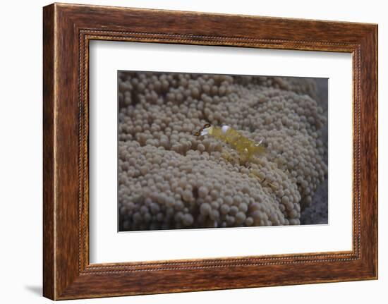 Popcorn Shrmp on an Anenome on a Fijian Reef-Stocktrek Images-Framed Photographic Print