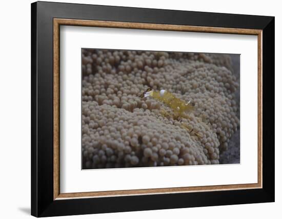 Popcorn Shrmp on an Anenome on a Fijian Reef-Stocktrek Images-Framed Photographic Print