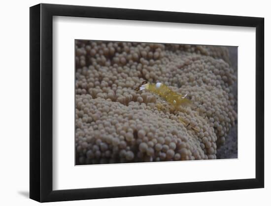Popcorn Shrmp on an Anenome on a Fijian Reef-Stocktrek Images-Framed Photographic Print