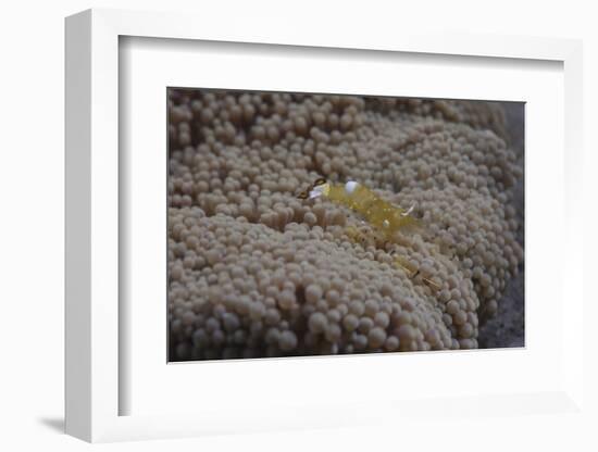 Popcorn Shrmp on an Anenome on a Fijian Reef-Stocktrek Images-Framed Photographic Print