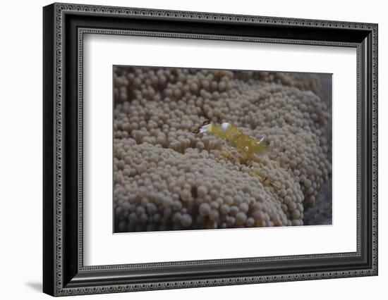 Popcorn Shrmp on an Anenome on a Fijian Reef-Stocktrek Images-Framed Photographic Print