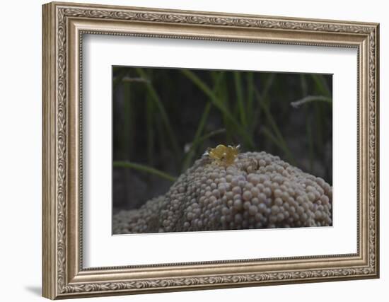 Popcorn Shrmp on an Anenome on a Fijian Reef-Stocktrek Images-Framed Photographic Print