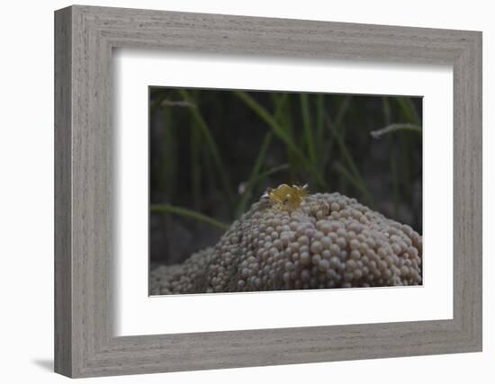 Popcorn Shrmp on an Anenome on a Fijian Reef-Stocktrek Images-Framed Photographic Print