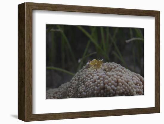 Popcorn Shrmp on an Anenome on a Fijian Reef-Stocktrek Images-Framed Photographic Print