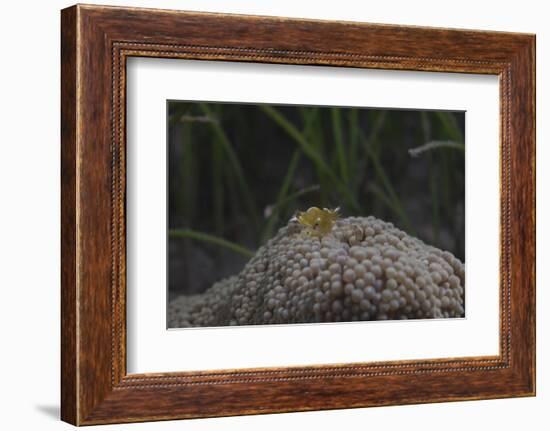 Popcorn Shrmp on an Anenome on a Fijian Reef-Stocktrek Images-Framed Photographic Print