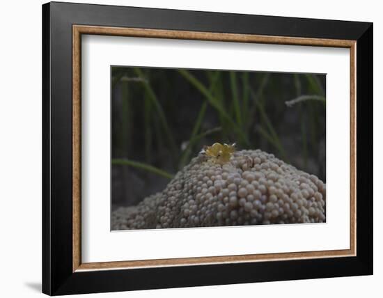 Popcorn Shrmp on an Anenome on a Fijian Reef-Stocktrek Images-Framed Photographic Print