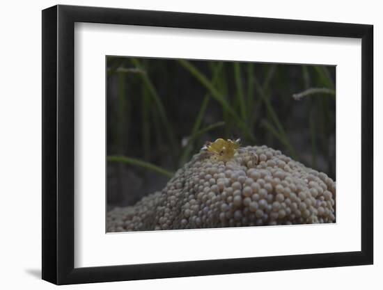 Popcorn Shrmp on an Anenome on a Fijian Reef-Stocktrek Images-Framed Photographic Print