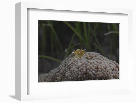 Popcorn Shrmp on an Anenome on a Fijian Reef-Stocktrek Images-Framed Photographic Print