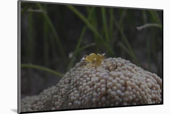 Popcorn Shrmp on an Anenome on a Fijian Reef-Stocktrek Images-Mounted Photographic Print