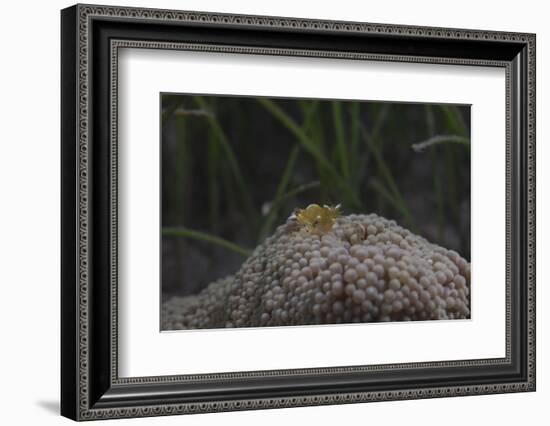 Popcorn Shrmp on an Anenome on a Fijian Reef-Stocktrek Images-Framed Photographic Print