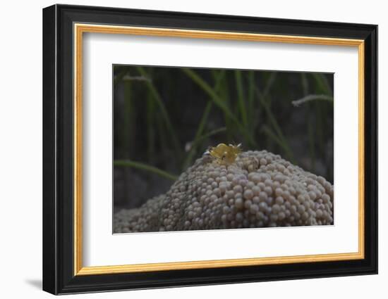 Popcorn Shrmp on an Anenome on a Fijian Reef-Stocktrek Images-Framed Photographic Print