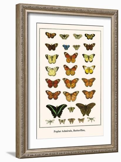 Poplar Admirals, Butterflies,-Albertus Seba-Framed Art Print