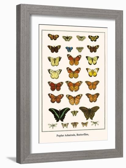 Poplar Admirals, Butterflies,-Albertus Seba-Framed Art Print