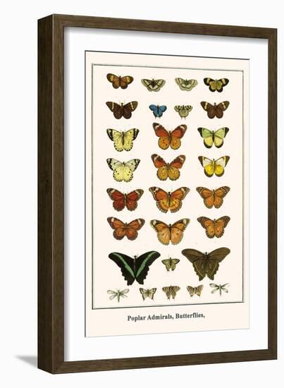 Poplar Admirals, Butterflies,-Albertus Seba-Framed Art Print