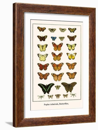 Poplar Admirals, Butterflies,-Albertus Seba-Framed Art Print