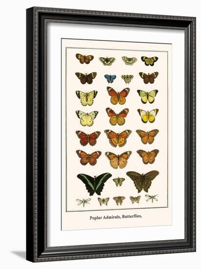 Poplar Admirals, Butterflies,-Albertus Seba-Framed Art Print