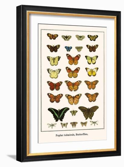 Poplar Admirals, Butterflies,-Albertus Seba-Framed Art Print