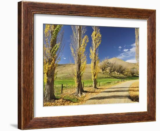 Poplar Alley, Omarama Valley, Canterbury, South Island, New Zealand, Pacific-Jochen Schlenker-Framed Photographic Print