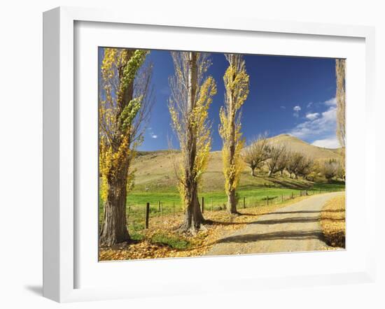 Poplar Alley, Omarama Valley, Canterbury, South Island, New Zealand, Pacific-Jochen Schlenker-Framed Photographic Print