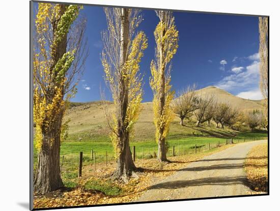 Poplar Alley, Omarama Valley, Canterbury, South Island, New Zealand, Pacific-Jochen Schlenker-Mounted Photographic Print